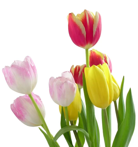 Tulipps — Stock Photo, Image