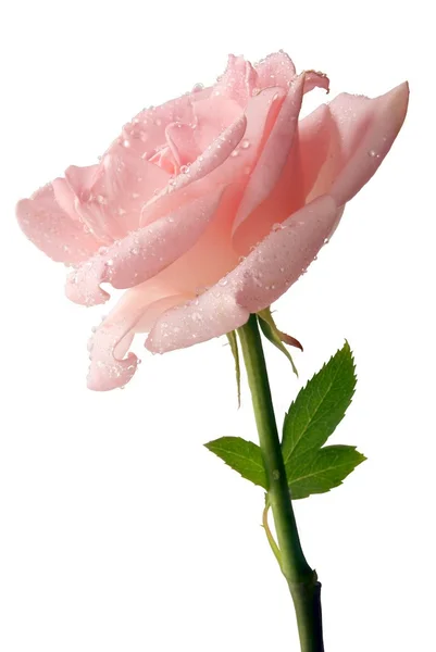 孤立的漂亮的粉色玫瑰 — 图库照片