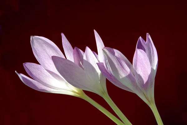 Fiori di Kolchicum lila — Foto Stock