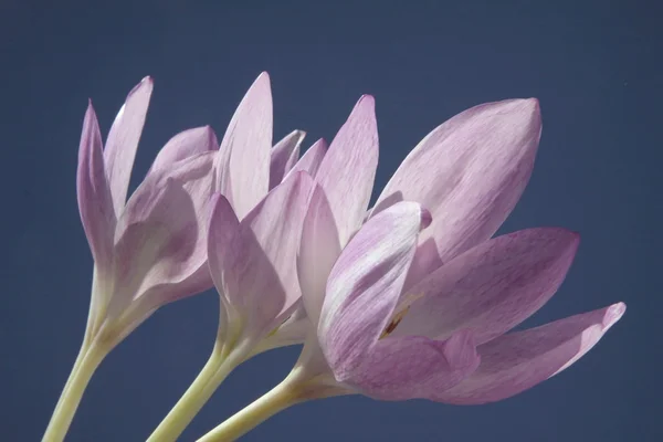 Colchicum lila blommor — Stockfoto