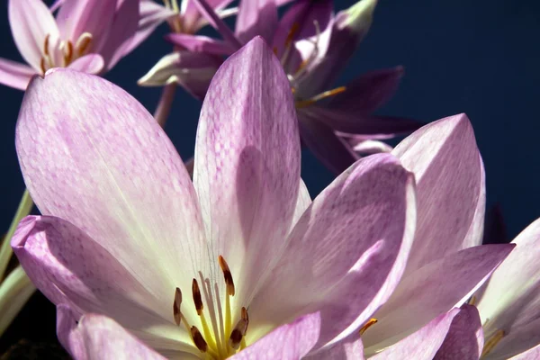 Lila Blüten der Colchicum-Pflanze — Stockfoto