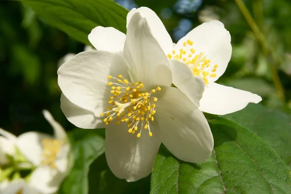 White flower of jasmine bush — Stock Photo, Image