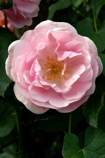 Розовая роза на кусте — стоковое фото