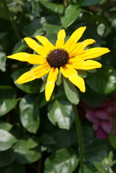 Flor amarilla de Rudbekia — Foto de Stock