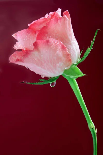 Roze roos — Stockfoto