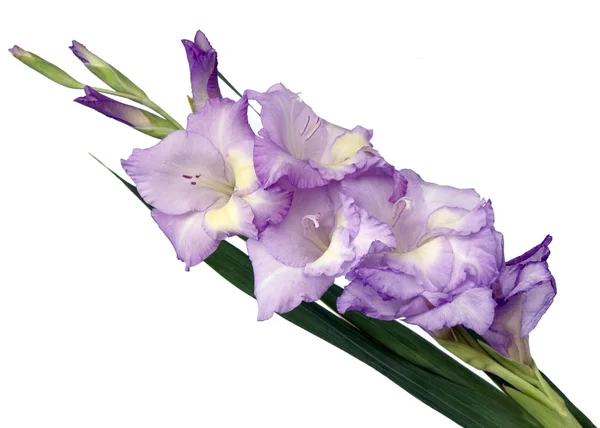 Lila gladiolus flowers — Stock Photo, Image