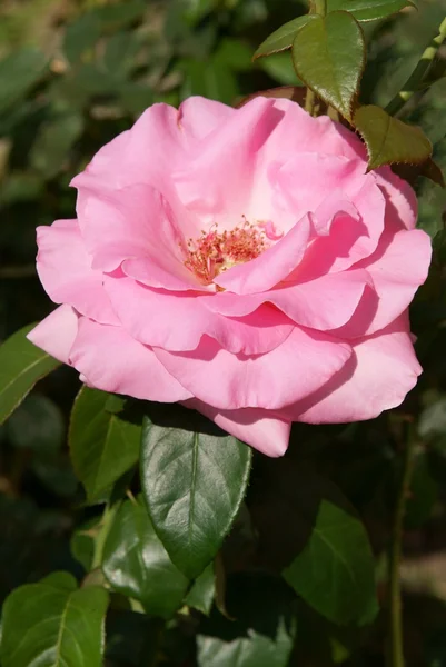 Rosa rosa en el arbusto —  Fotos de Stock