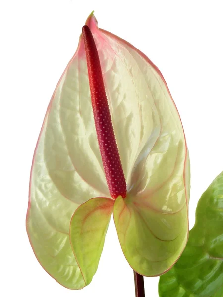 Anturium flower close up — Stock Photo, Image