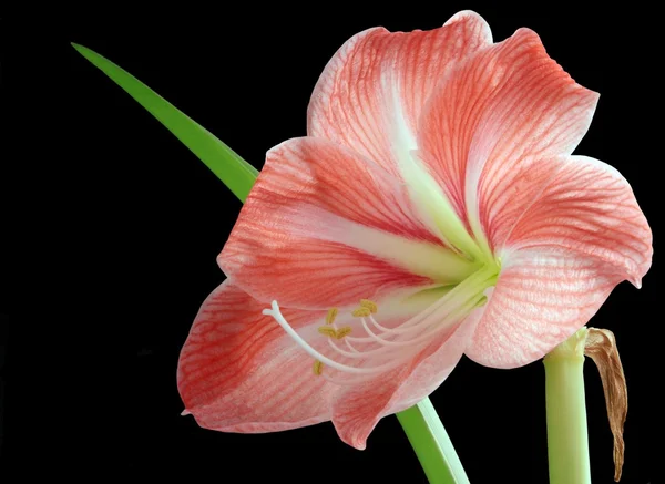Różowy kwiat amarylis — Zdjęcie stockowe