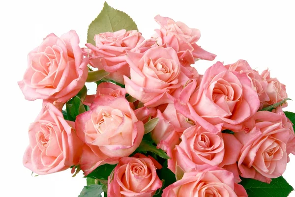 Roze rozen geïsoleerd — Stockfoto