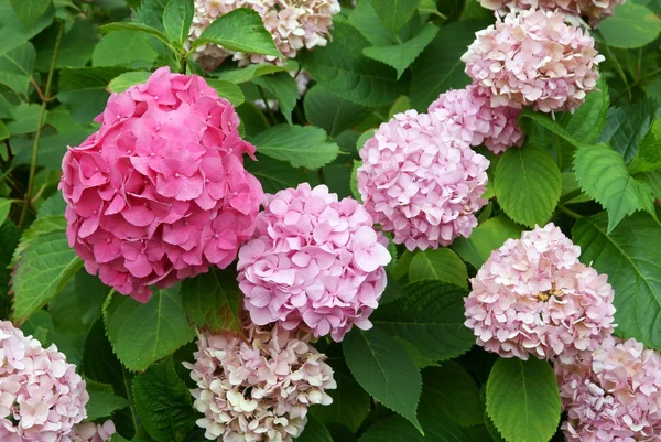 Rosa Blüten der Hortensie — Stockfoto