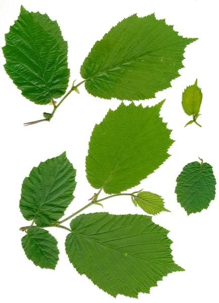 Зеленые листья орешника — стоковое фото