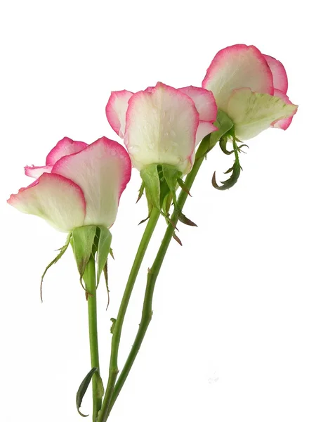 ピンクと白のバラ — ストック写真