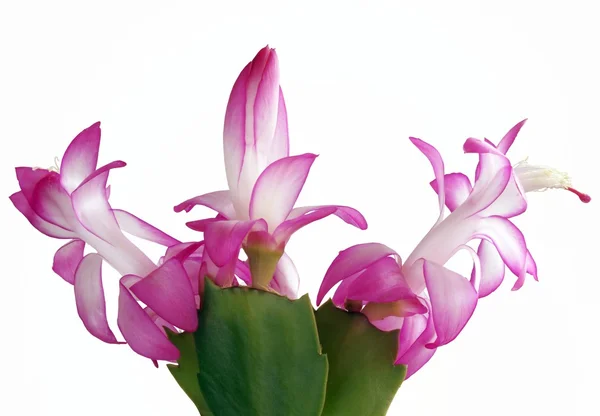 粉色的仙人掌植物的花 — 图库照片