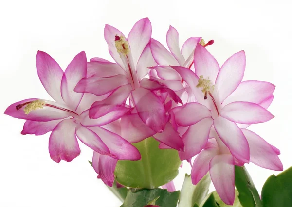 Rosa blommor av kaktus växt — Stockfoto