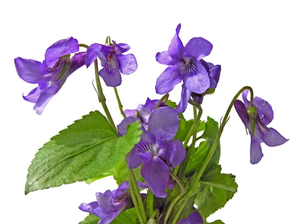 Flores violetas dulces — Foto de Stock