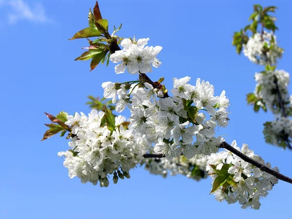 Blooming orchard at spring — Stock Photo, Image