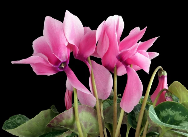 Pink cyclamens on black background — Stock Photo, Image