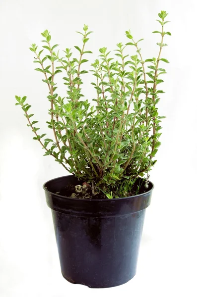 Thym herbe poussant en pot — Photo