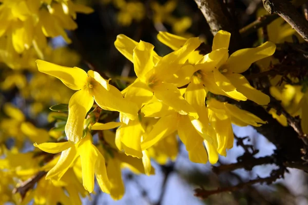 Żółte kwiaty krzewu forsithia — Zdjęcie stockowe