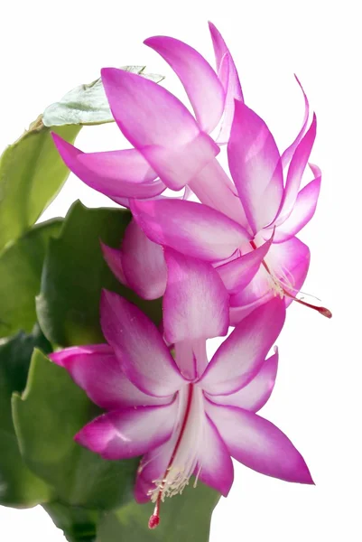 Flores cor-de-rosa de plantas suculentas florescentes — Fotografia de Stock