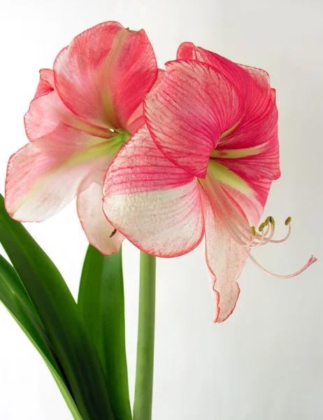 Roze bloemen van amaryllis — Stockfoto