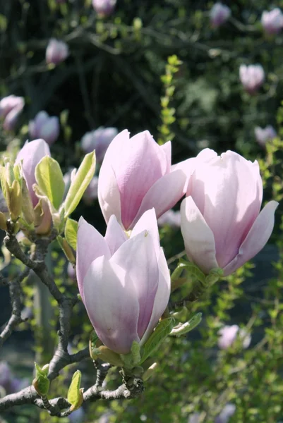 Květy růžové magnólie — Stock fotografie