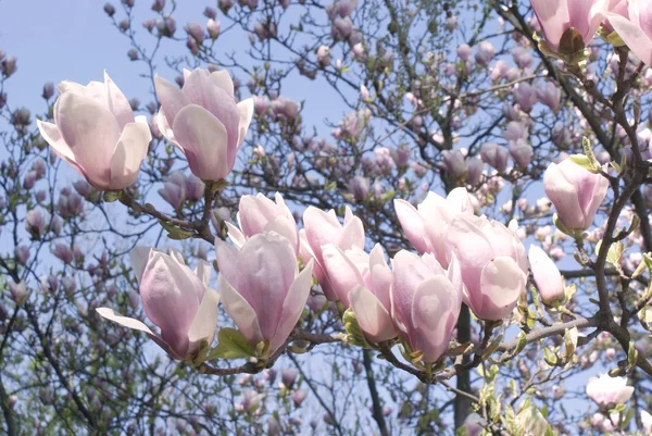 Blommor av rosa magnolia — Stockfoto
