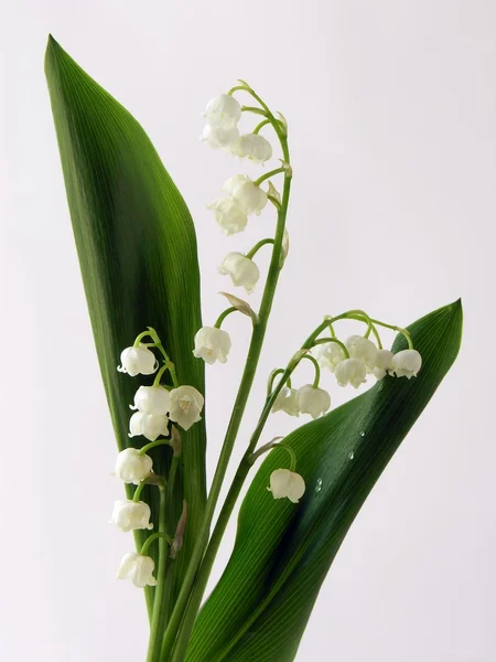 Weiße Blumen des Frühlings "Maiglöckchen" — Stockfoto