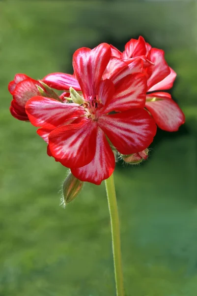 Pink and red geranium flower close up — Stock Photo, Image