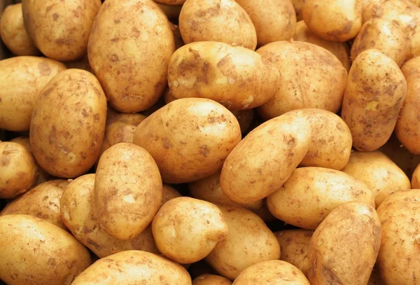 Ziemniaki jadalne wczesne — Zdjęcie stockowe