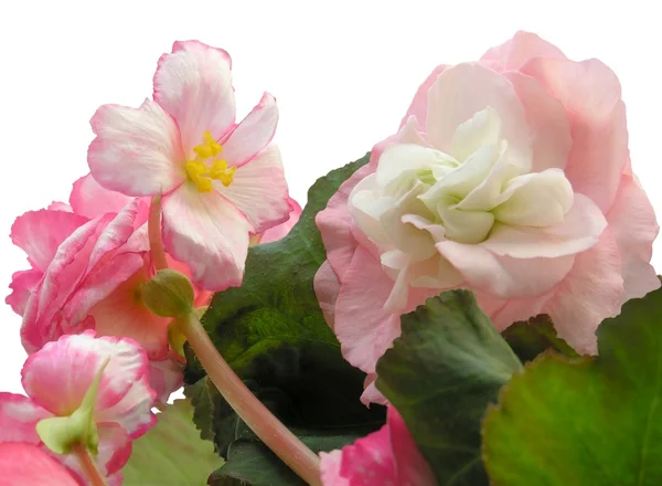 Розовые цветы бегонического растения — стоковое фото