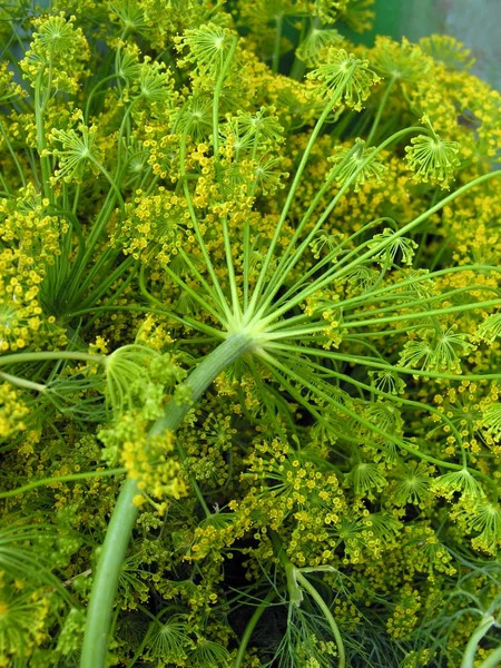 Dill with yellow flowers — Stock Photo, Image