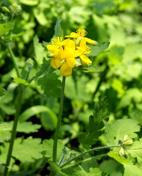 Herbe de célandine aux fleurs jaunes — Photo