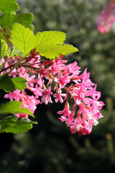 Arbusto decorativo fioritura — Foto Stock