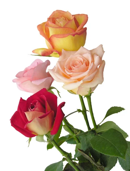 Bonitas rosas. — Foto de Stock
