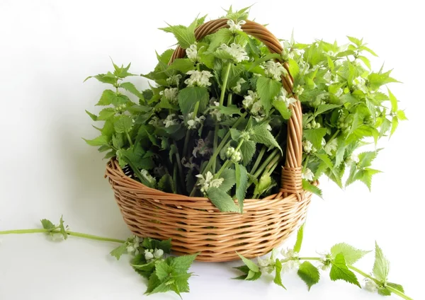 Dead nettle herb in basket — Stock Photo, Image