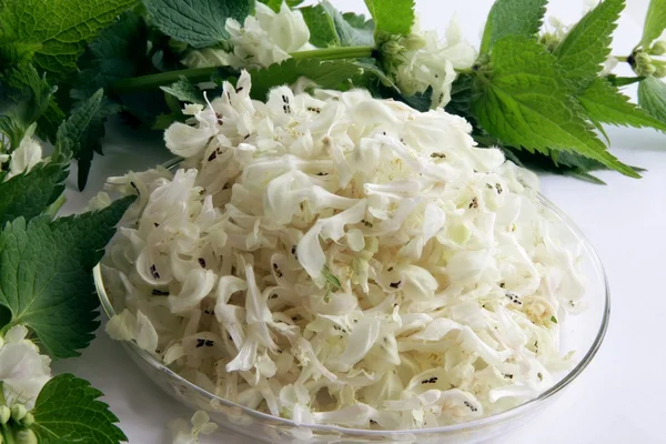 Белые цветы "мертвой крапивы" как натуральная медицина — стоковое фото
