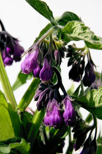 Comfrey herb blooming — Stock Photo, Image