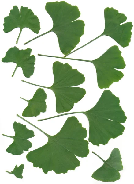 Gröna blad av asiatiska träd ginkgo — Stockfoto