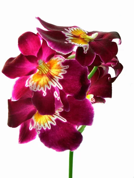 Bonitas flores de orquídea púrpura — Foto de Stock