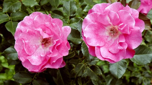 Róż w moim ogrodzie — Zdjęcie stockowe