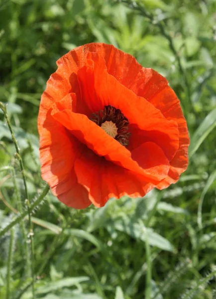 stock image Red flower of wild poppy