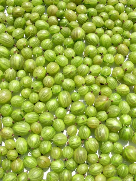 Groene vruchten van kruisbes als eetbare achtergrond — Stockfoto