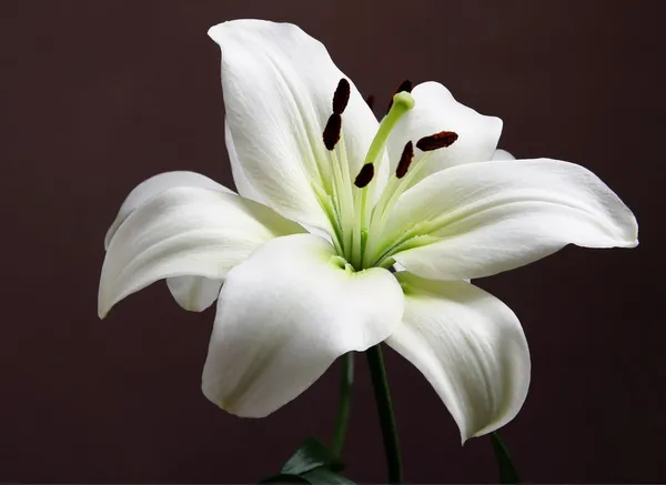 Fehér liliom fekete háttér — Stock Fotó