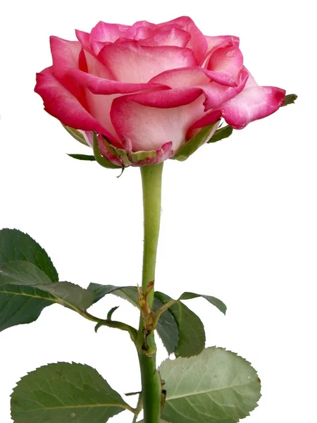 Amaranthine růže, samostatný — Stock fotografie