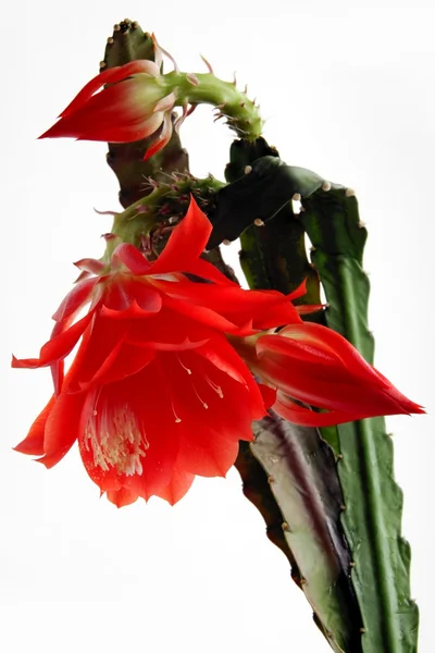 stock image Red flowers of cactus plant with white pollen