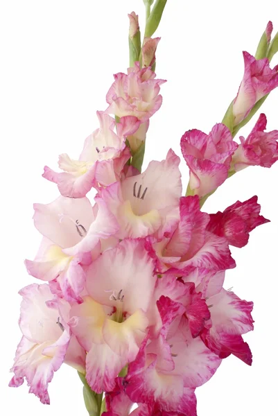 Flores de gladiolo rosa —  Fotos de Stock