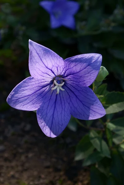 Цветок синего колокола — стоковое фото