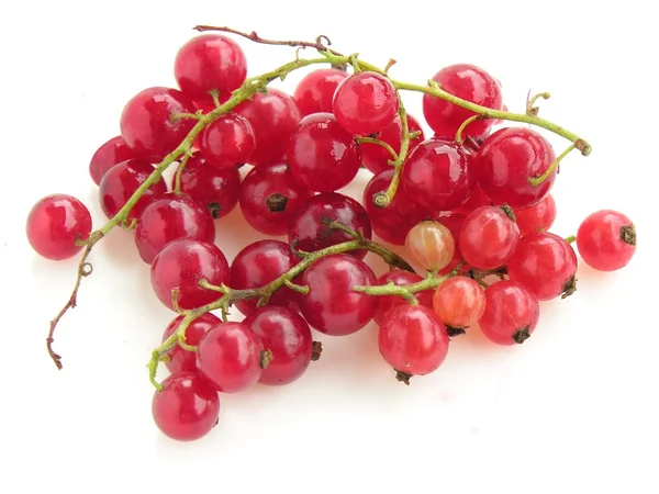 Кластери плодів червоної смородини — стокове фото